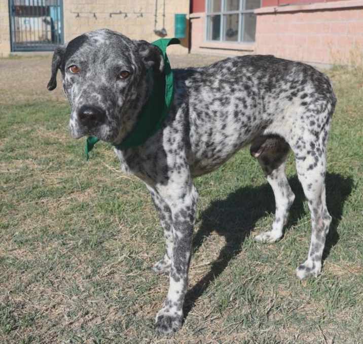 Photo of Freckles