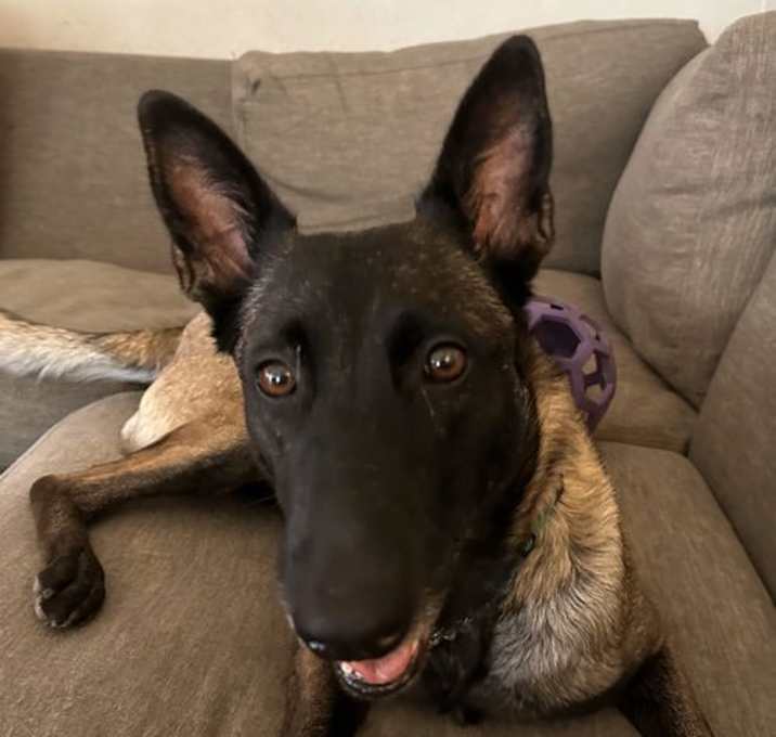 Photo of Bella - TX
