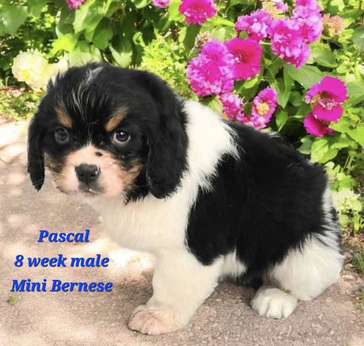 Photo of Pascal
