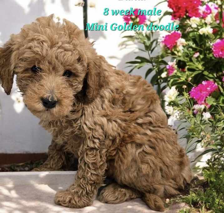 Photo of Bahar