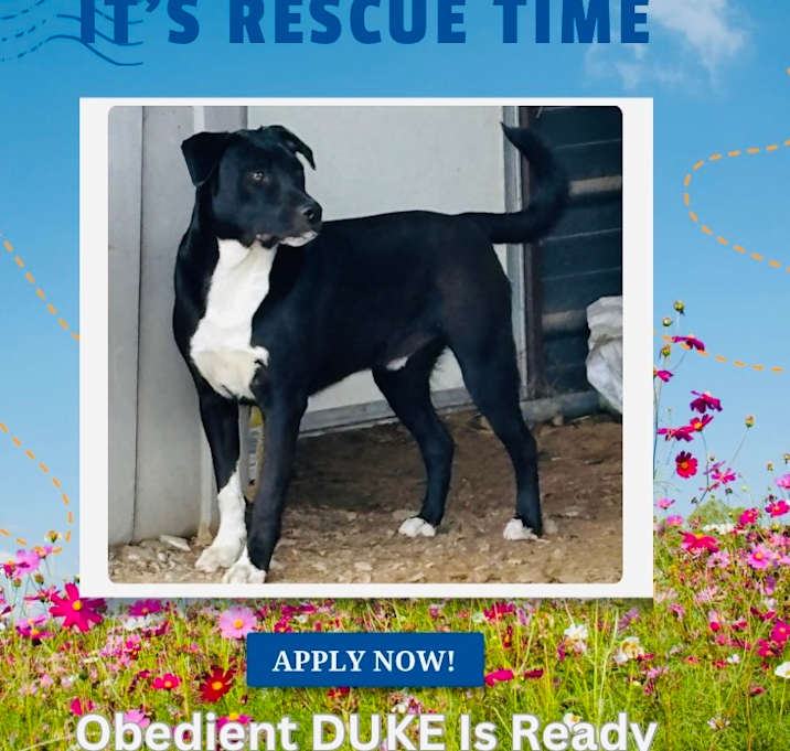 Photo of Duke