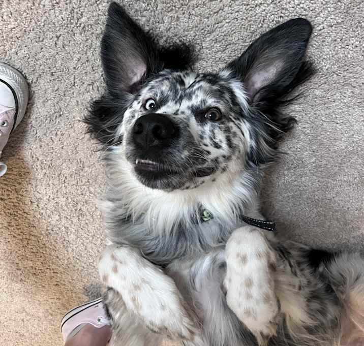 Photo of Max