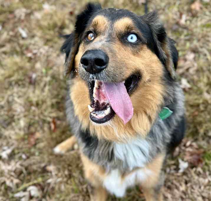 Photo of Brody