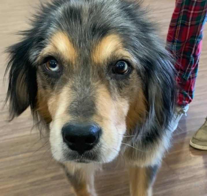 Photo of Tank *Sponsored Adoption