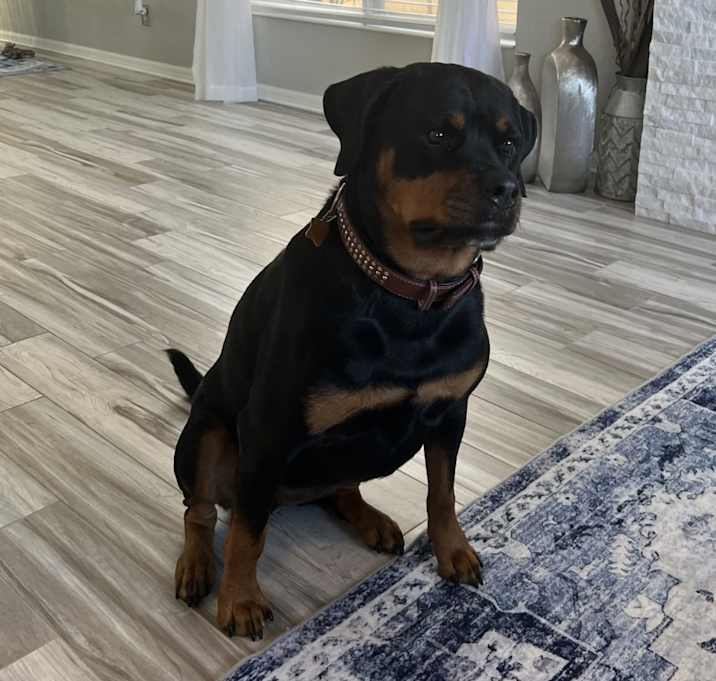 Photo of Stella