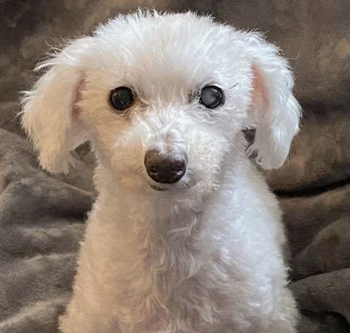 Photo of MARSHMALLOW IS FUN & SPUNKY
