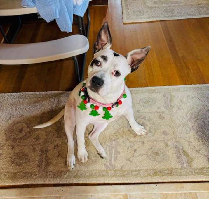 Photo of Dottie (Courtesy)