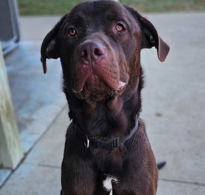 Photo of Beauregard