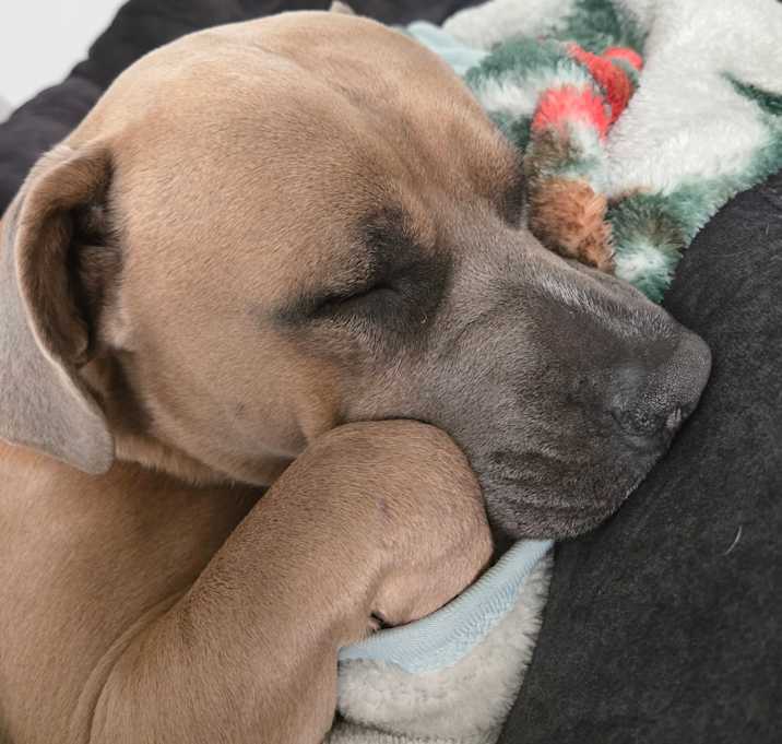 Photo of Cookie