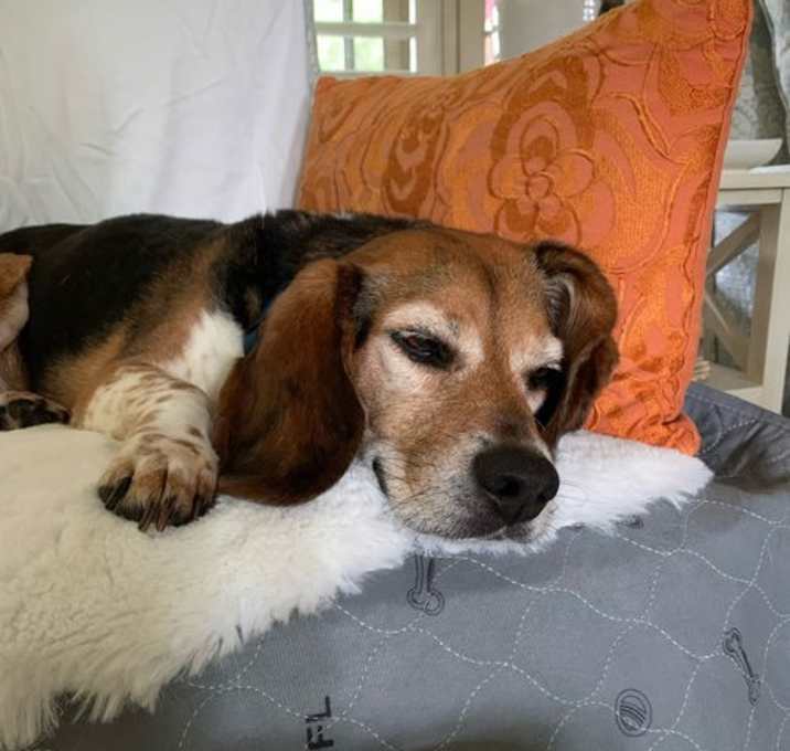 Photo of Scout