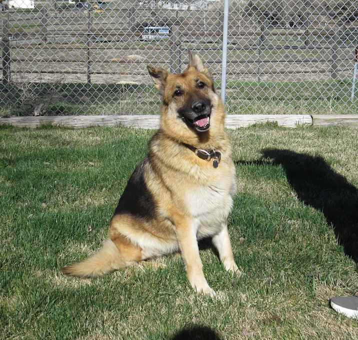 Photo of KAMI ***Adoption Pending!***