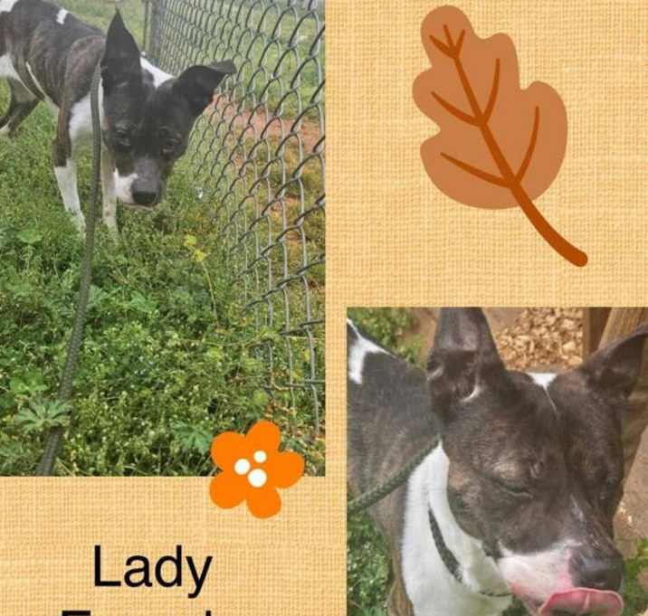 Photo of Lady