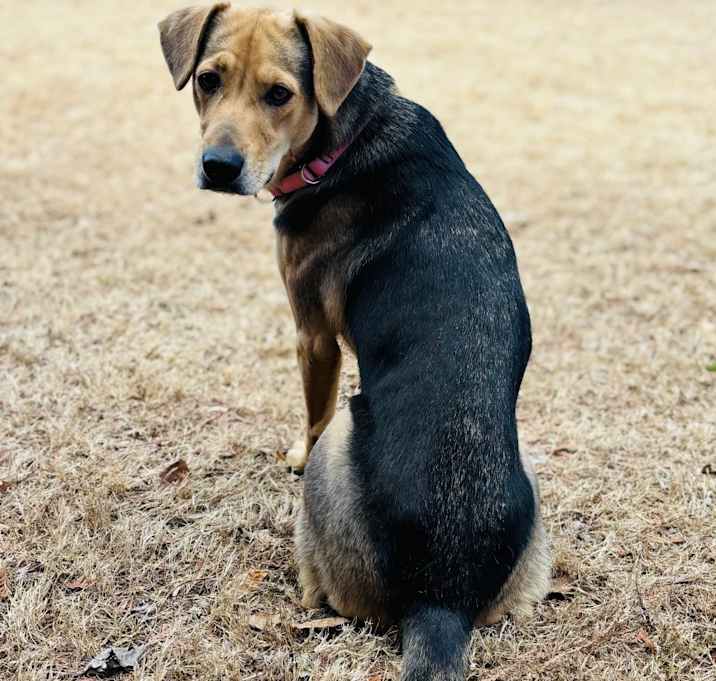 Photo of Daisy