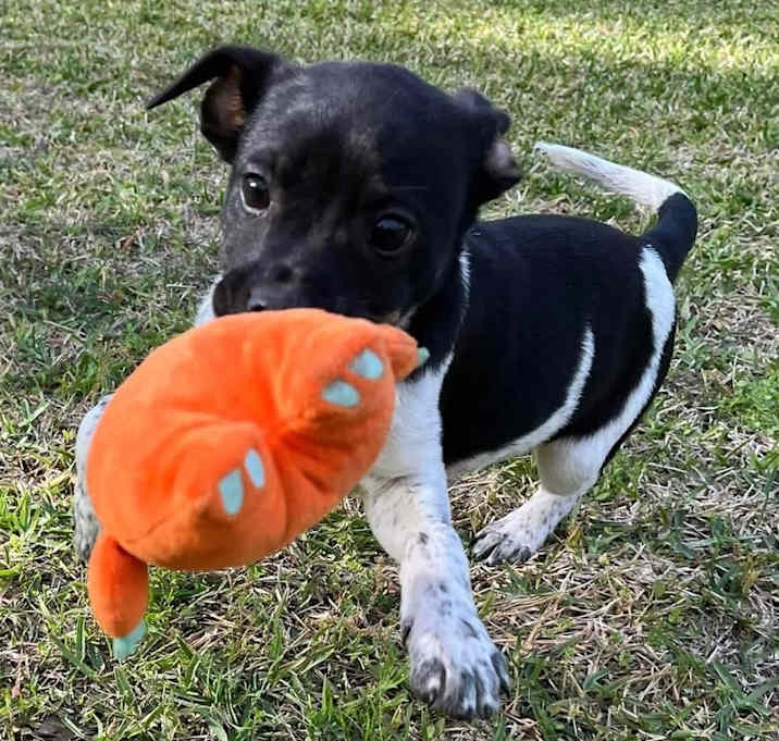 Photo of Gator