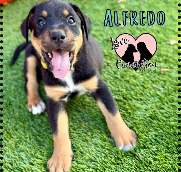Photo of Alfredo