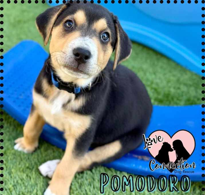 Photo of Pomodoro
