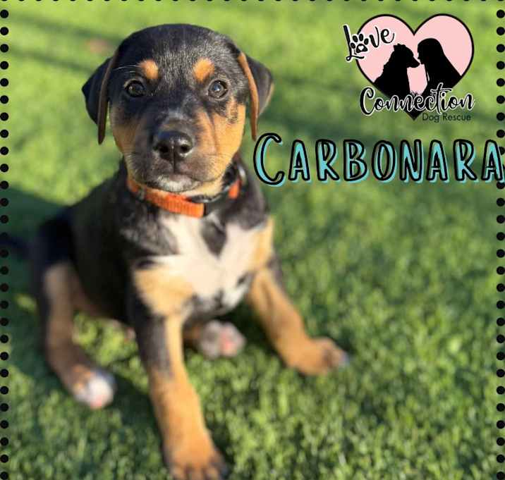 Photo of Carbonara