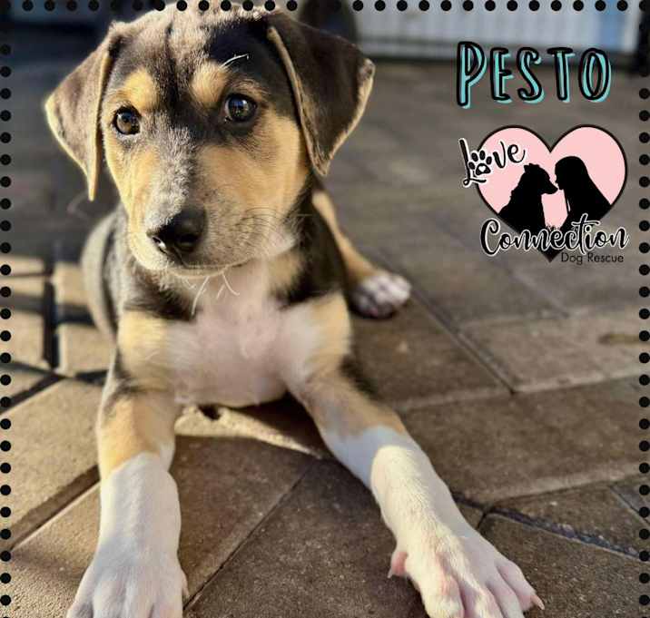 Photo of Pesto