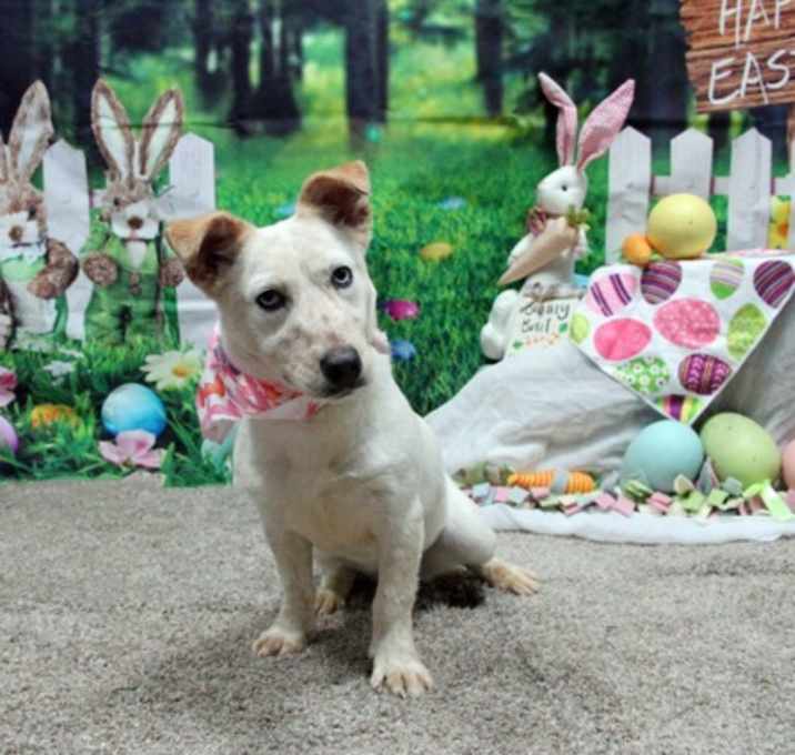Photo of Strawberry Shortcake