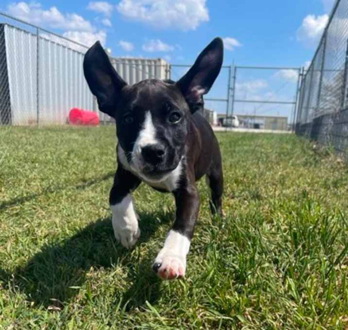 Photo of Clover
