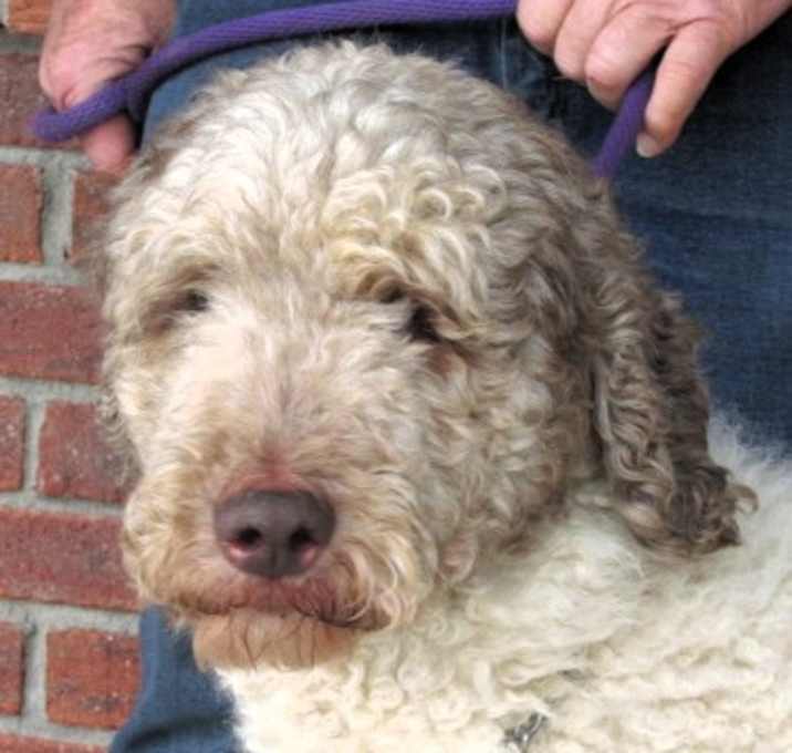 Photo of Trigger