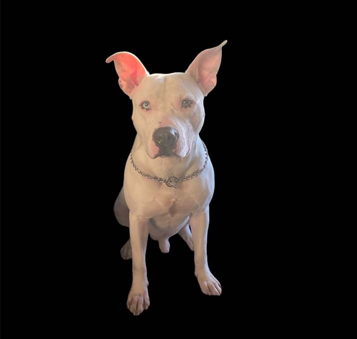 Photo of Cane
