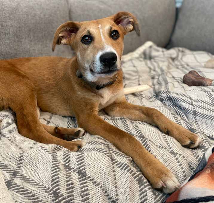 Photo of Rosie