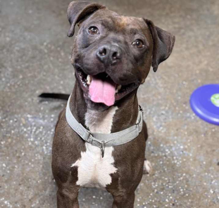 Photo of Deuce