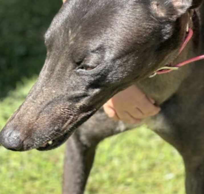 Photo of Trixie