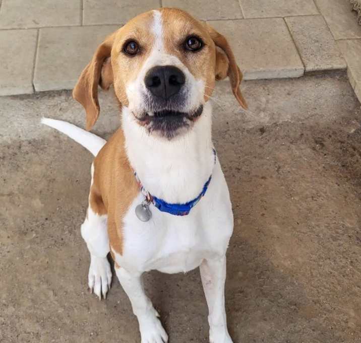 Photo of Boomer