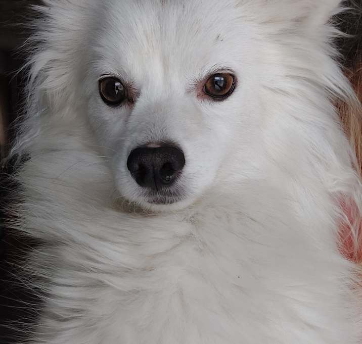 Photo of Elsa