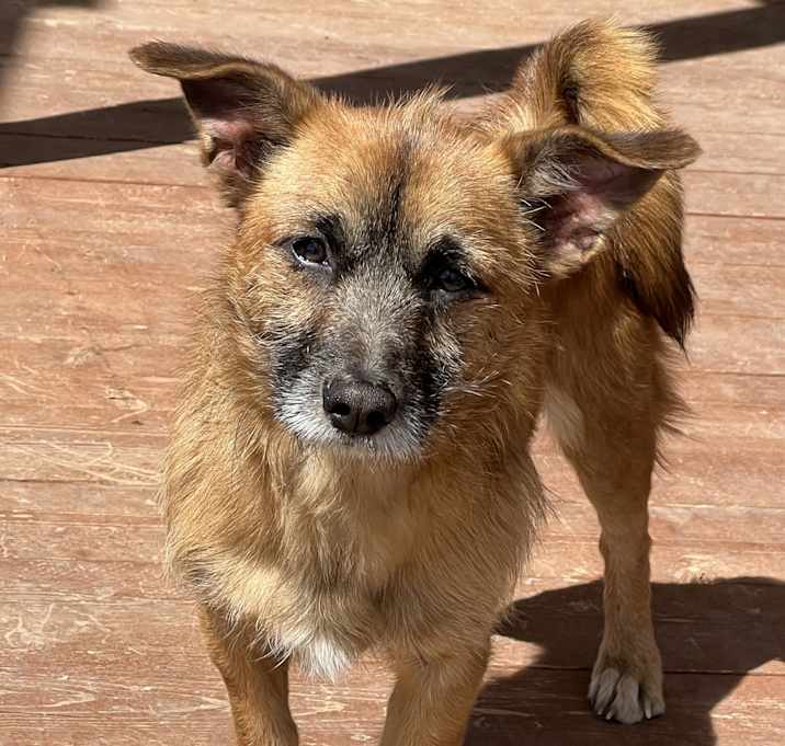 Photo of Scruffy
