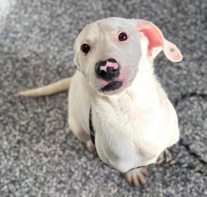 Photo of Domino