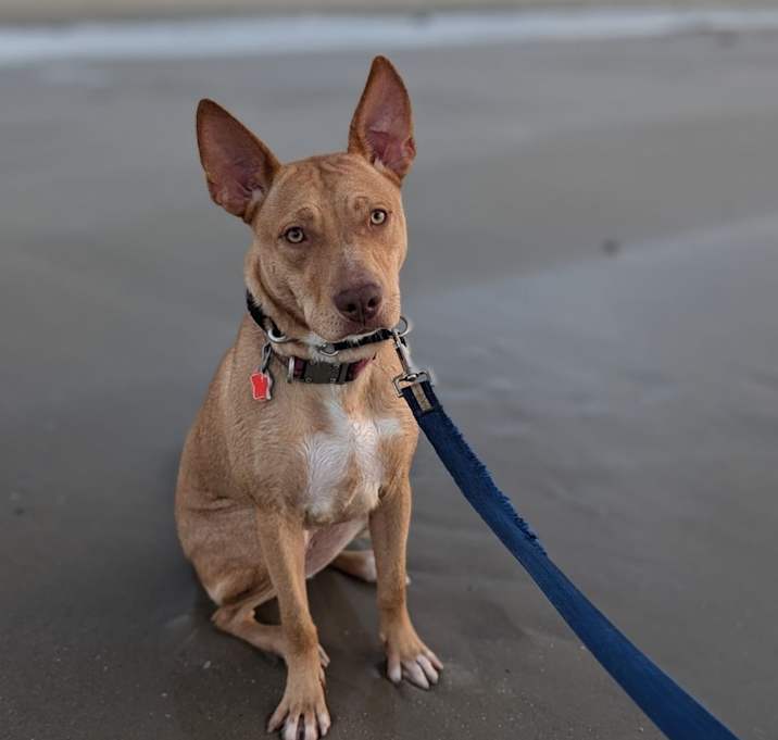 Photo of Queso