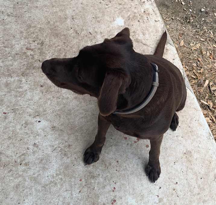 Photo of Willow