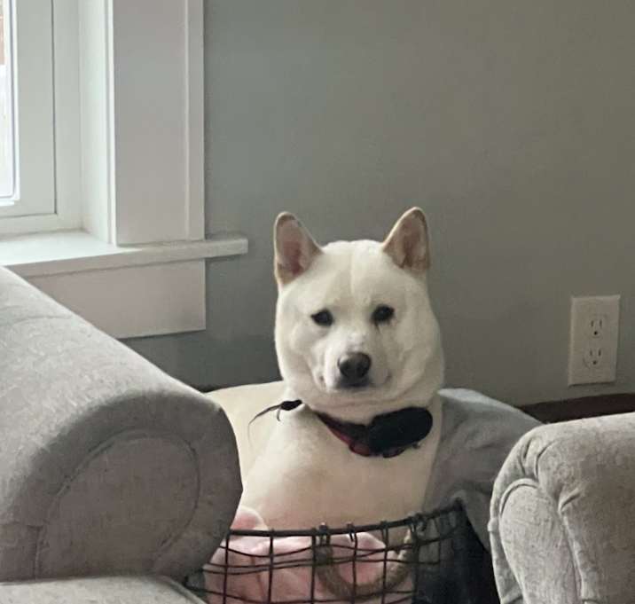 Photo of Rocky
