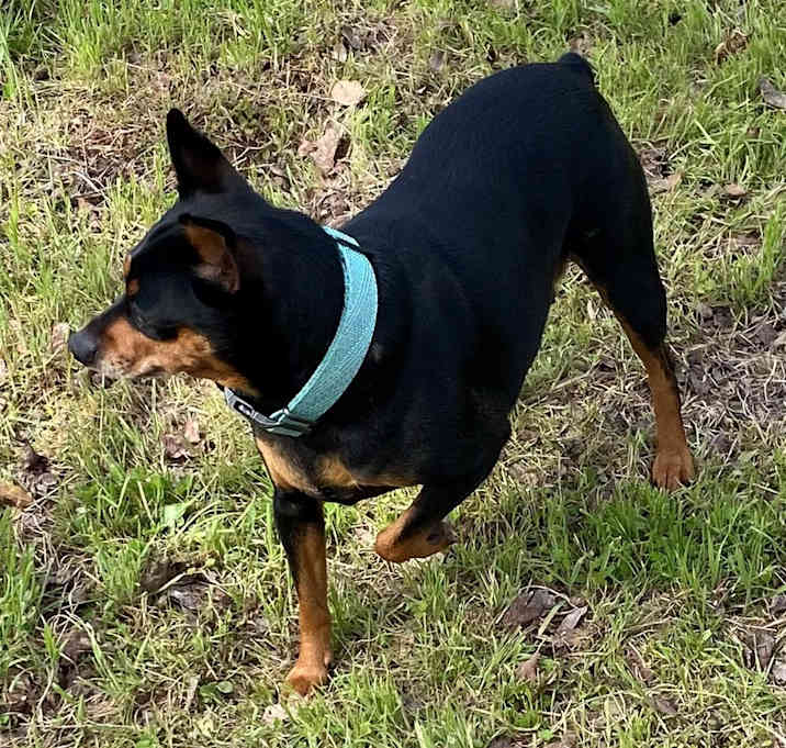 Photo of Pebbles