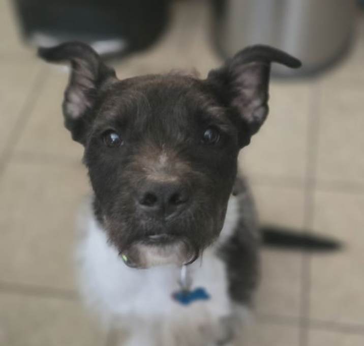 Photo of Sirius Black