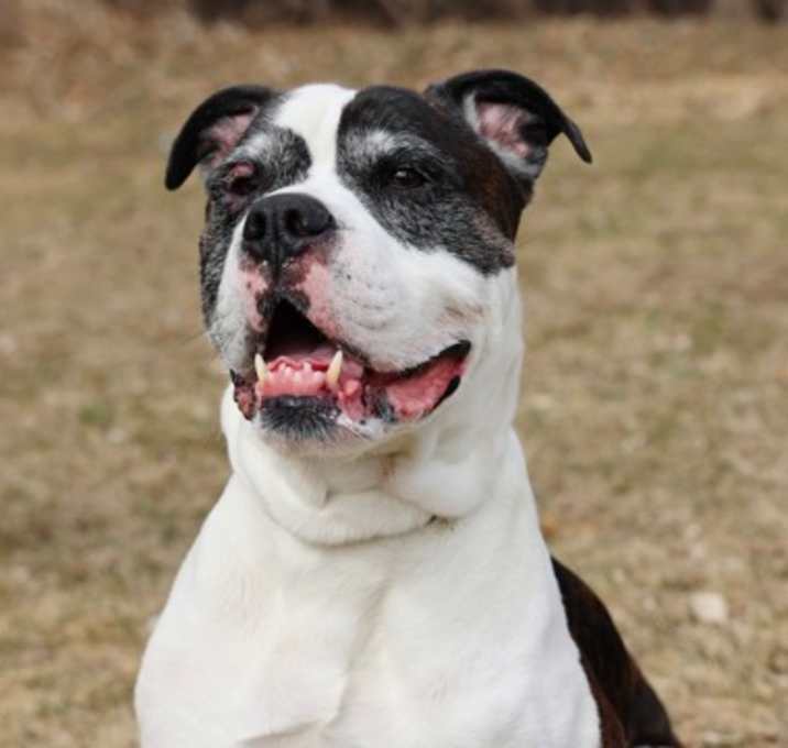 Photo of Buddy