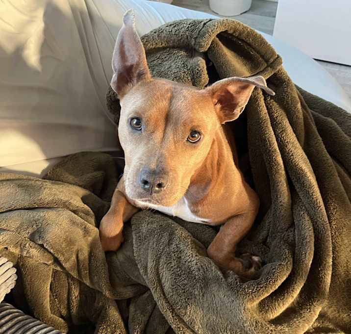 Photo of Plum