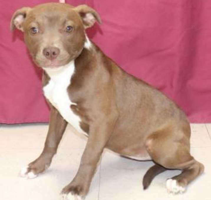 Photo of Pokey
