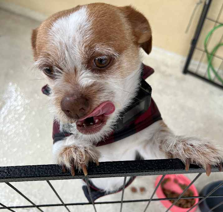 Photo of Coco