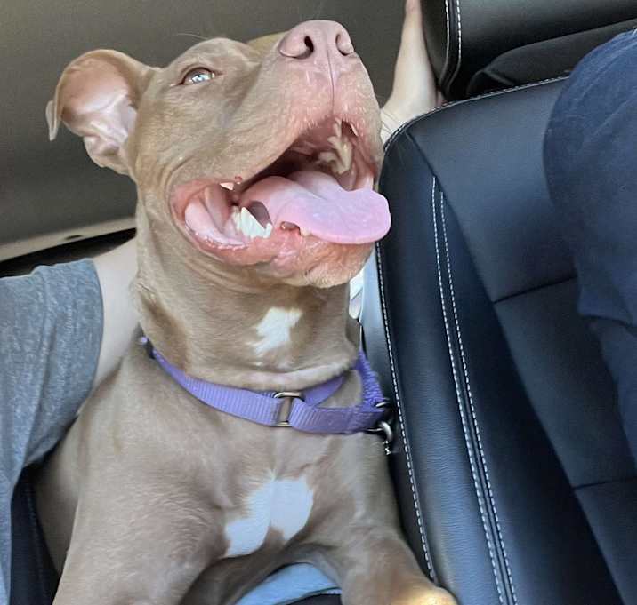 Photo of Luna