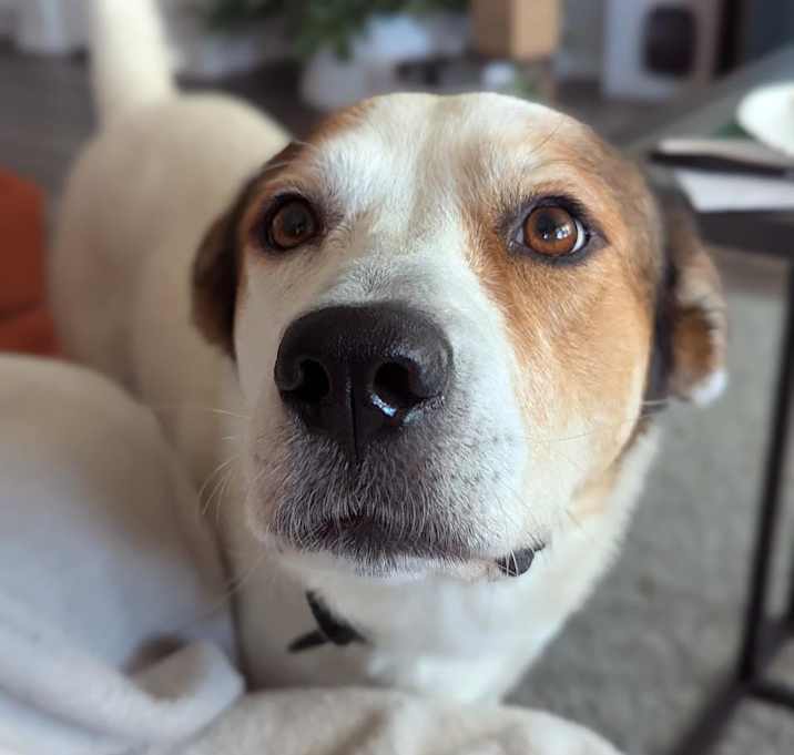 Photo of Rosemary