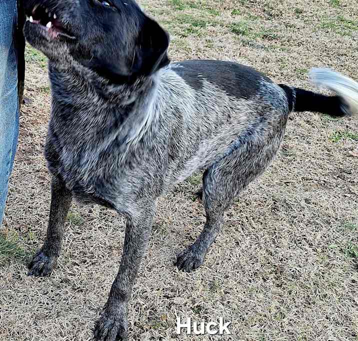Photo of Huck