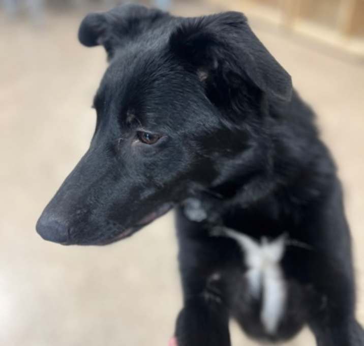 Photo of Sweetie