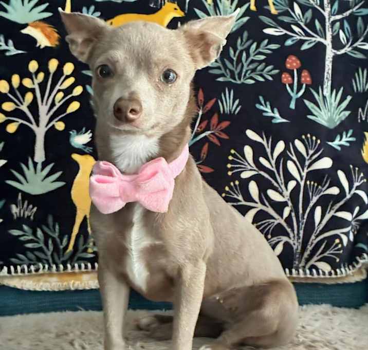Photo of Polly Pocket