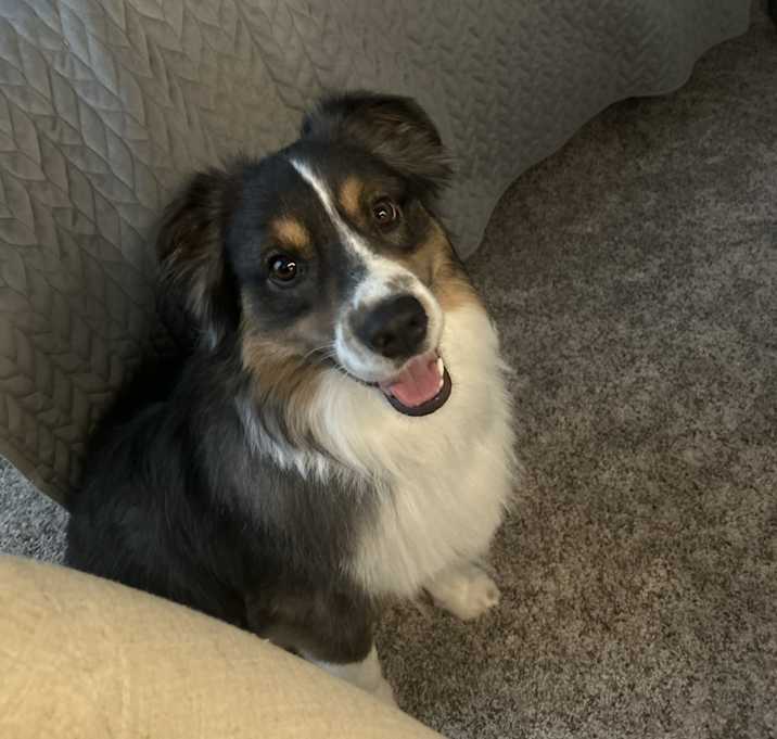 Photo of Beau