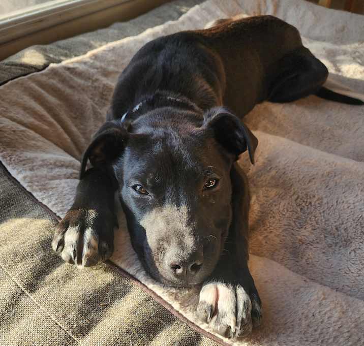 Photo of Lucky