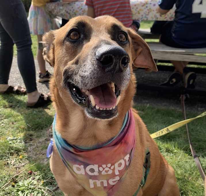 Photo of George - AVAILABLE